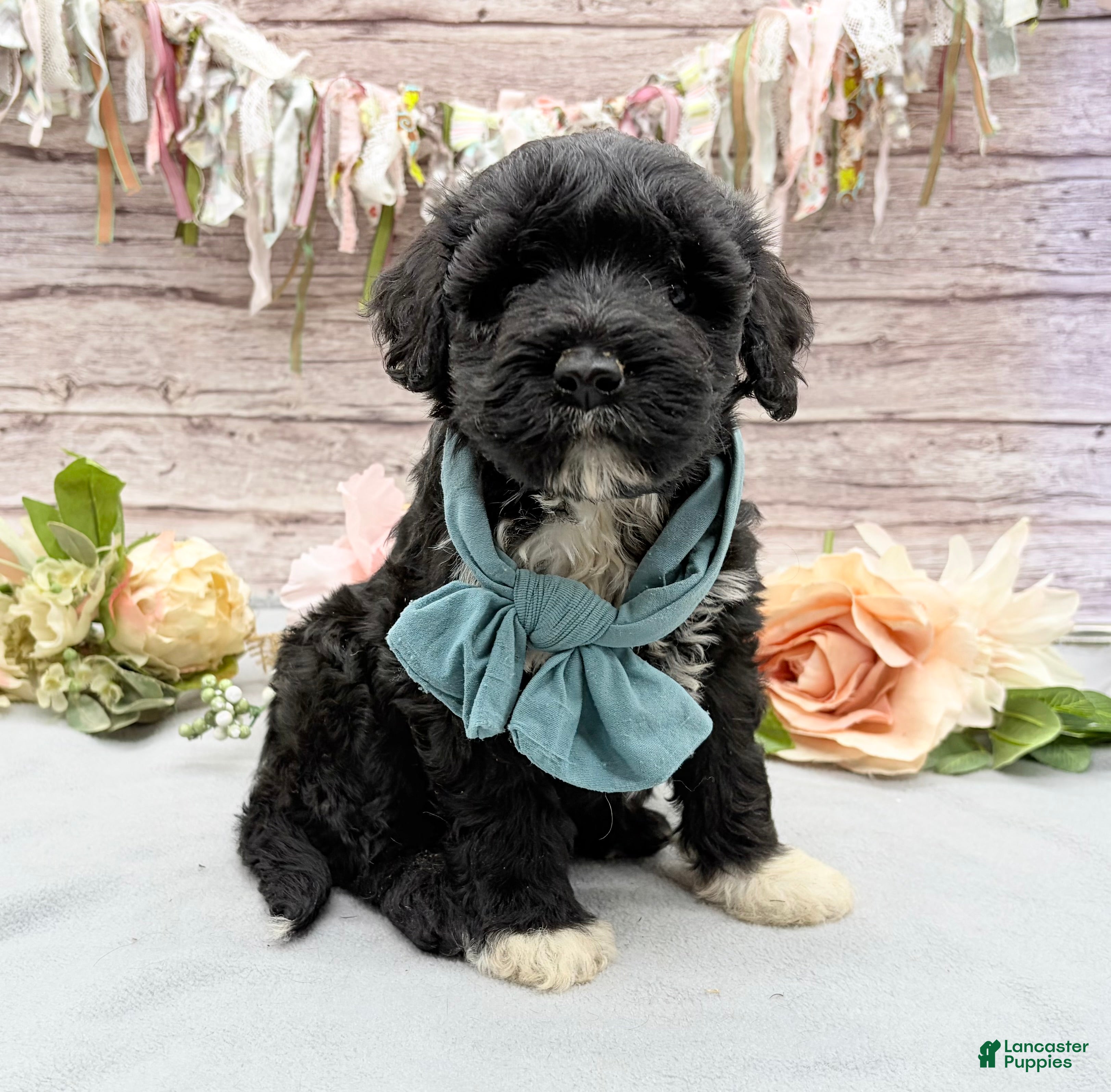 Portuguese Water Dog dogs Findlay - Ad 2