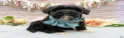 Portuguese Water Dog dogs for sale: Findlay - Ad 7