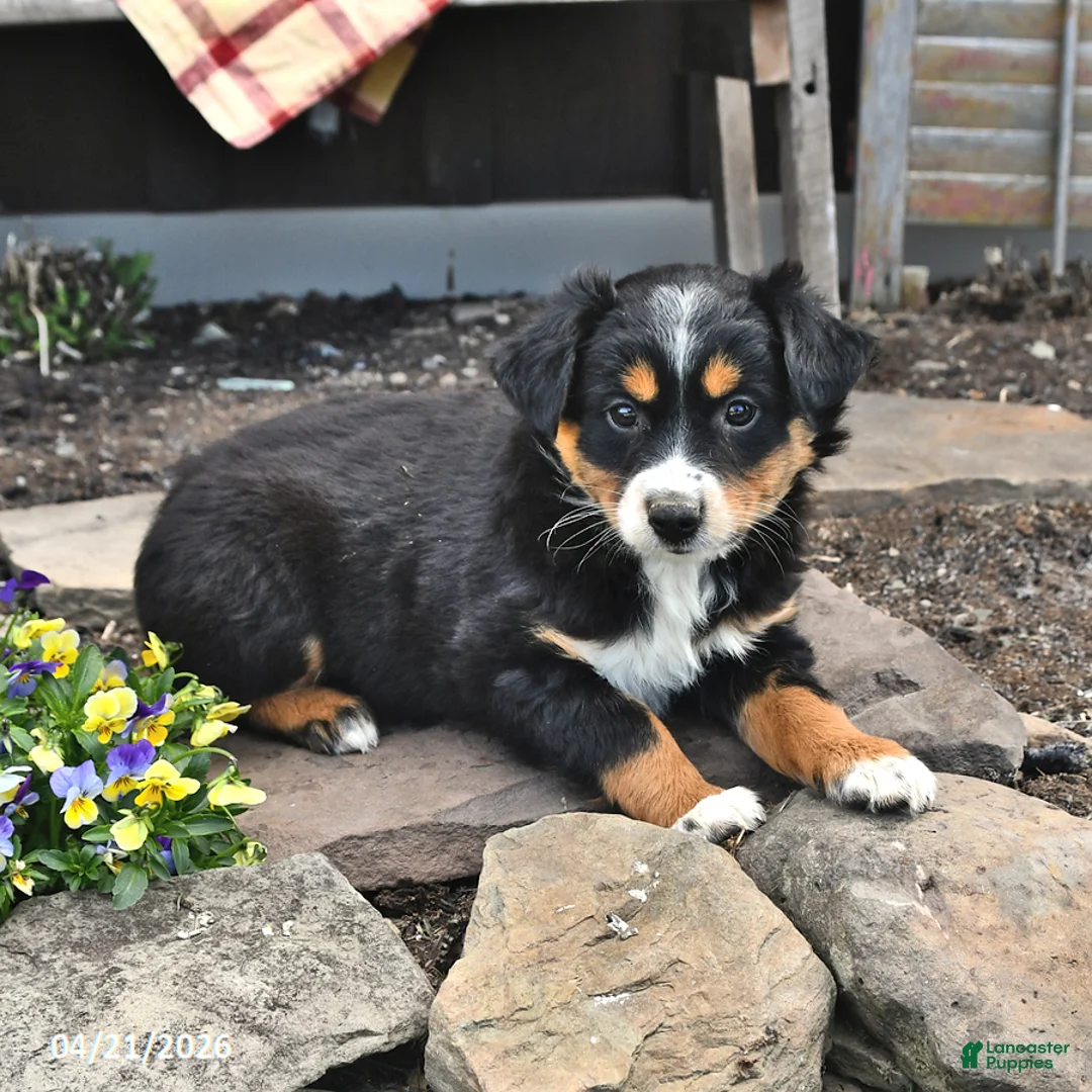 Australian Shepherd dogs for sale: Bella   - Ad 2