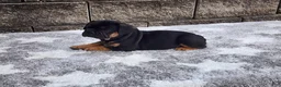 French Bulldog dogs for sale: Logan - Ad 9