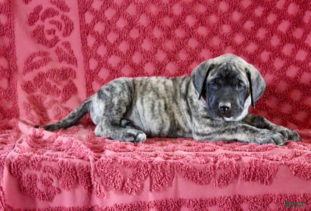 English Mastiff dogs for sale: Oscar - Ad 2