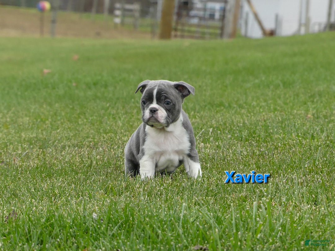 Frenchton dogs for sale: Xavier  - Ad 2