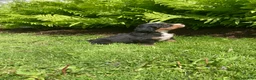 Bernese Mountain Dog dogs for sale: Paris  - Ad 7