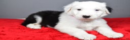 Old English Sheepdog dogs for sale: Bella - Ad 2