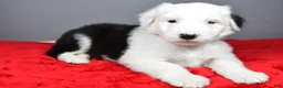 Old English Sheepdog dogs for sale: Bella - Ad 2