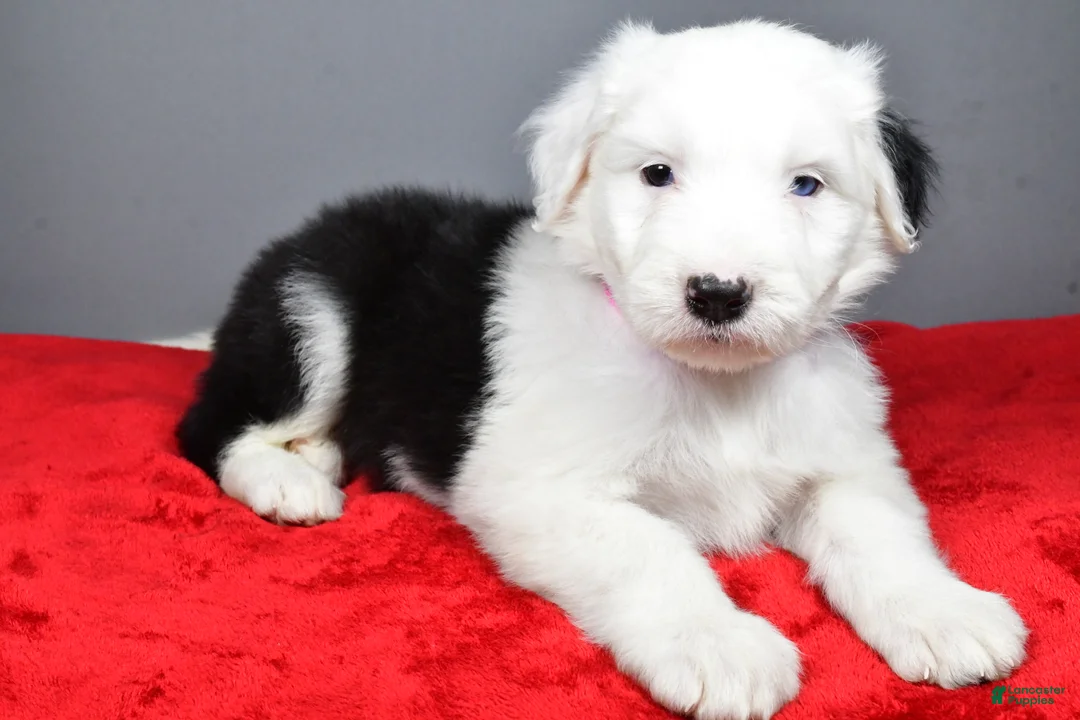 Old English Sheepdog dogs for sale: Bella - Ad 2