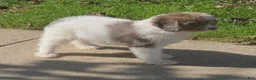 Cavapoo dogs for sale: Stormy - Ad 5