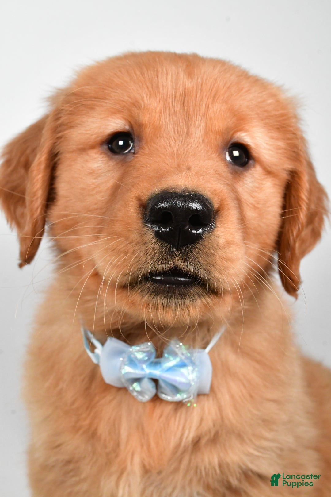 Golden Retriever dogs for sale: Max - Ad 5