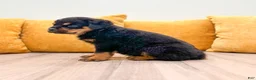 Rottweiler dogs for sale: Flynn - Ad 4