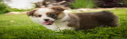 Welsh Corgi Pembroke dogs for sale: Rex - Ad 10