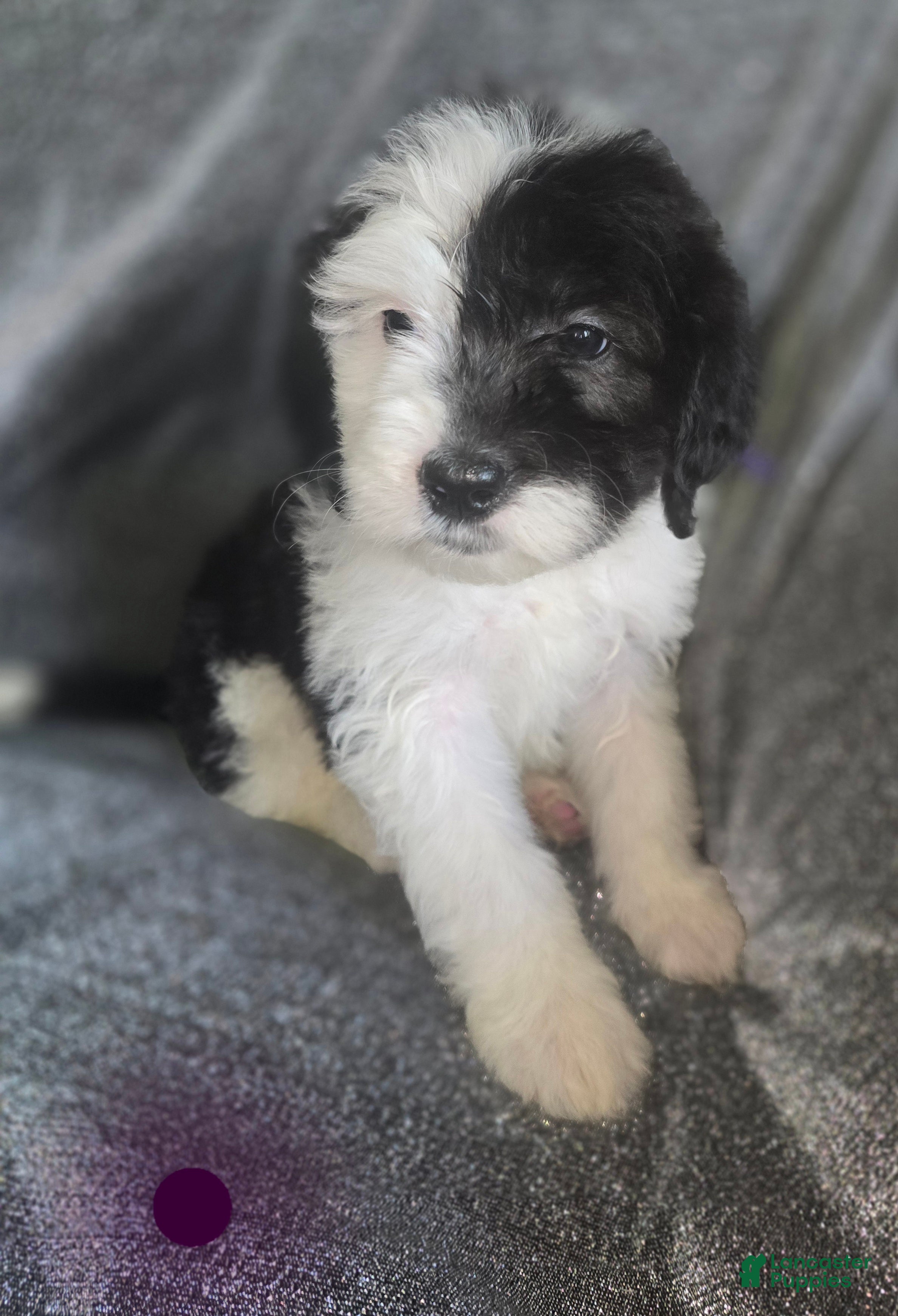 Sheepadoodle dogs Jasmine-purple collar  - Ad 30