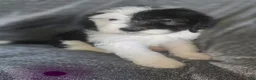 Sheepadoodle dogs for sale: Jasmine-purple collar  - Ad 1