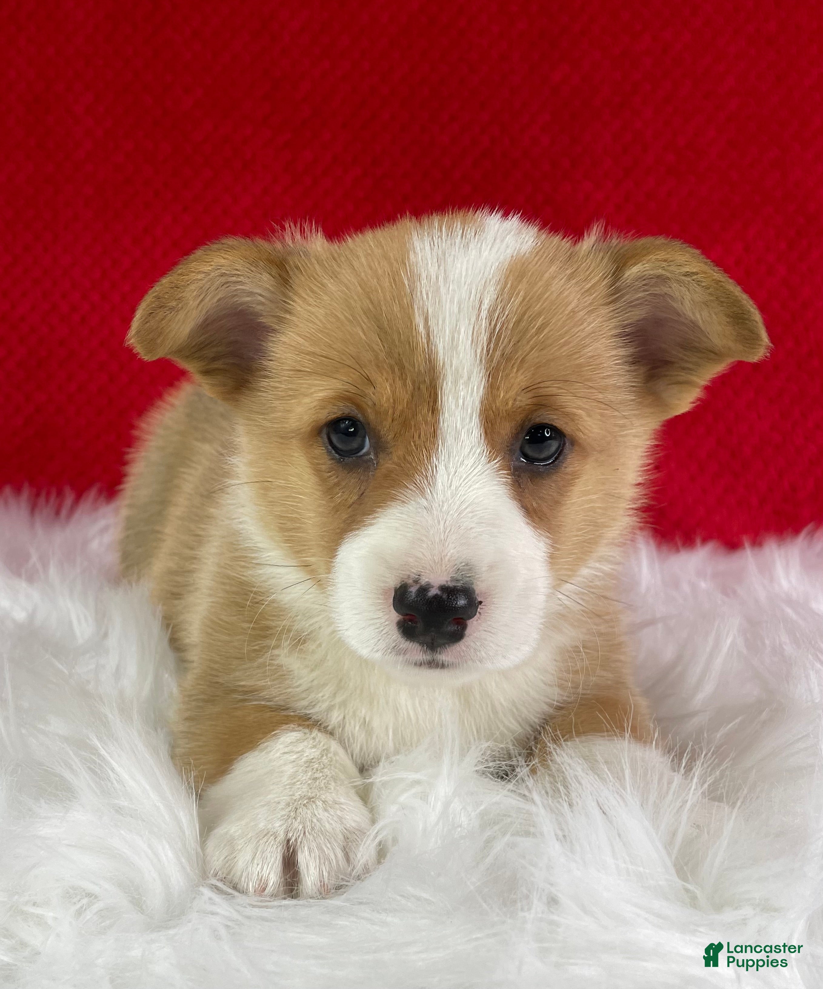 Welsh Corgi Pembroke dogs Louie - Ad 1
