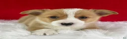 Welsh Corgi Pembroke dogs for sale: Louie - Ad 1