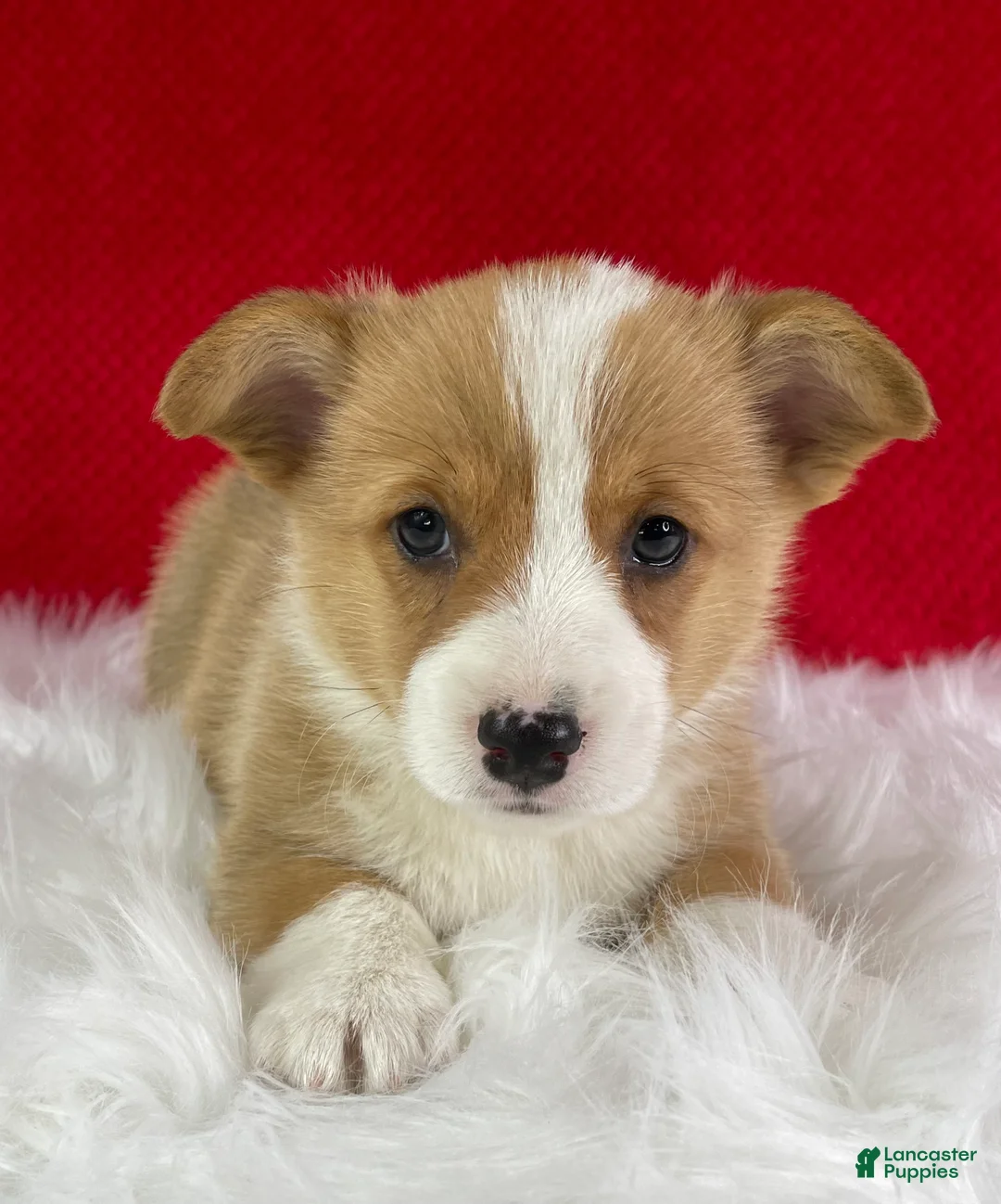 Welsh Corgi Pembroke dogs for sale: Louie - Ad 1