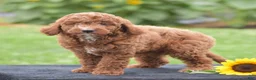 Miniature Poodle dogs for sale: Linnie - Ad 5