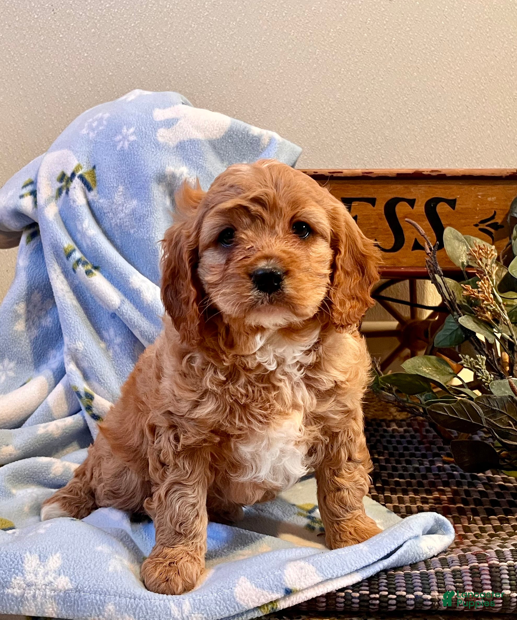 Cavapoo dogs Cuddles ❤️🐾Call 717-475-6780 - Ad 21