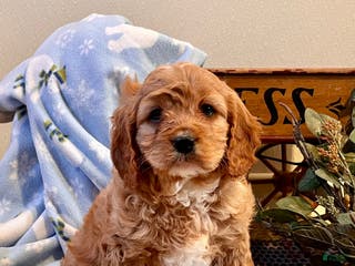 Cavapoo dogs Cuddles ❤️🐾Call 717-475-6780 - Ad 20