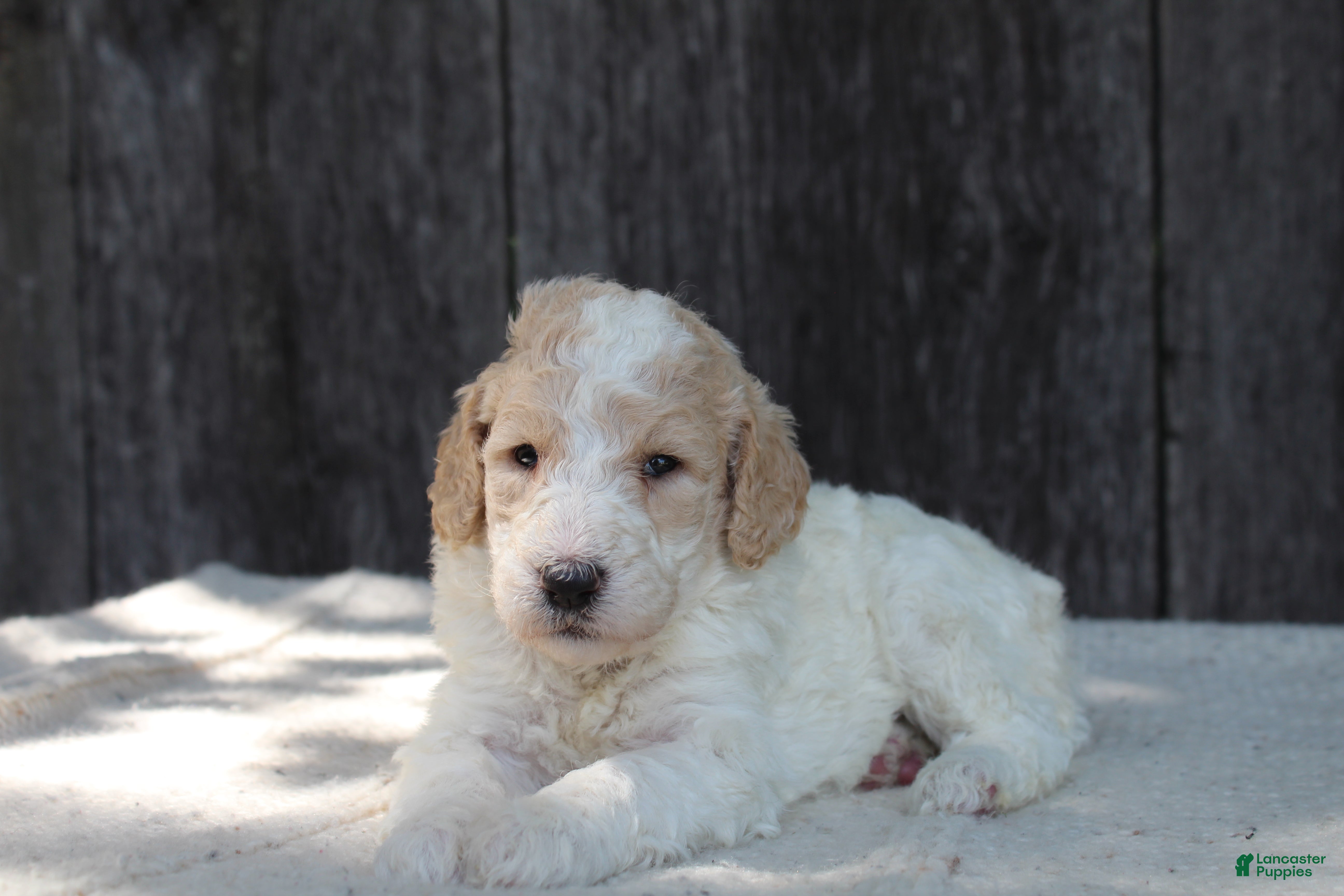Standard Poodle dogs for sale: Willow AKC standard poodle - Ad 5
