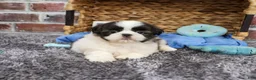 Shih Tzu dogs for sale: Arlo - Ad 4