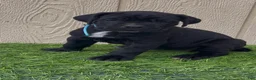 Cane Corso dogs for sale: Lotus  - Ad 7