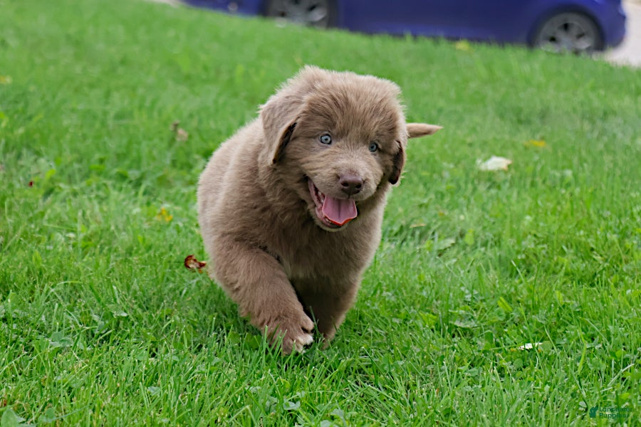 Newfoundland dogs Bianca - Ad 2