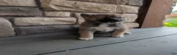 Shiba Inu dogs for sale: Toby - Ad 1