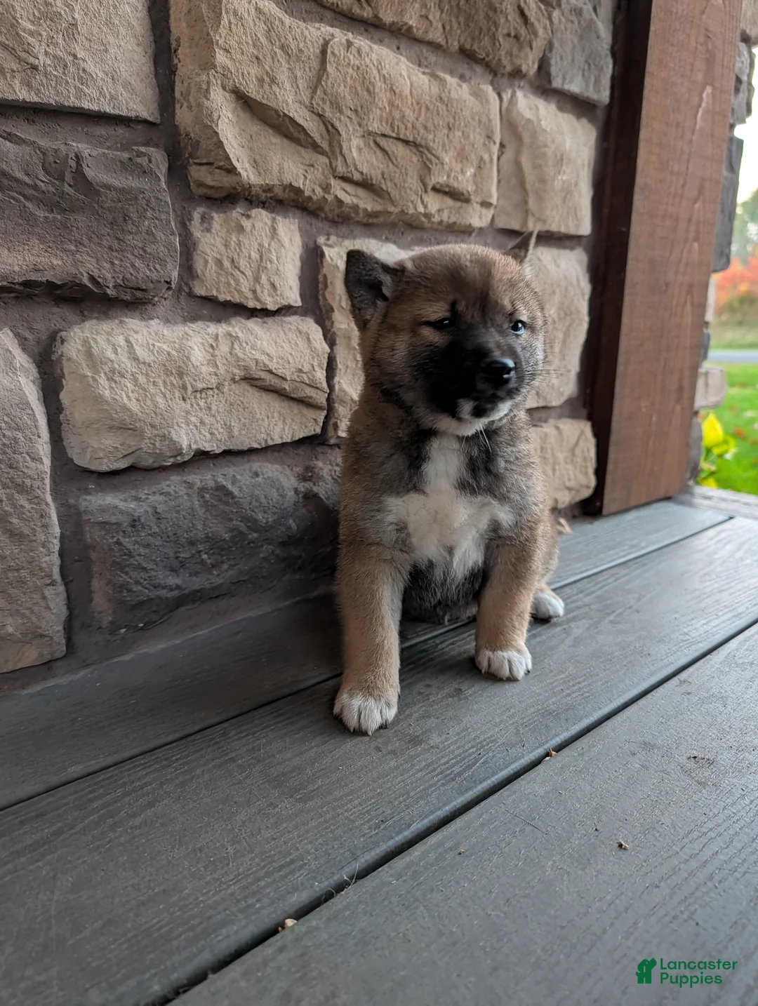 Shiba Inu dogs for sale: Toby - Ad 1