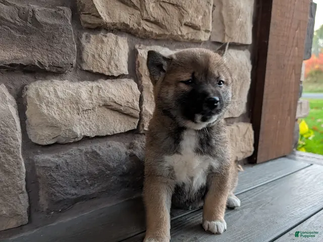 Shiba Inu dogs for sale: Toby - Ad 1