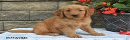 Golden Retriever dogs for sale: Amber - Ad 5