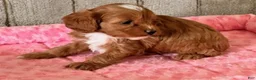 Cavapoo dogs for sale: Lilly - Ad 4