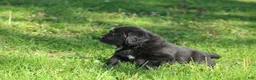 Newfoundland dogs for sale: Hugo - Ad 2