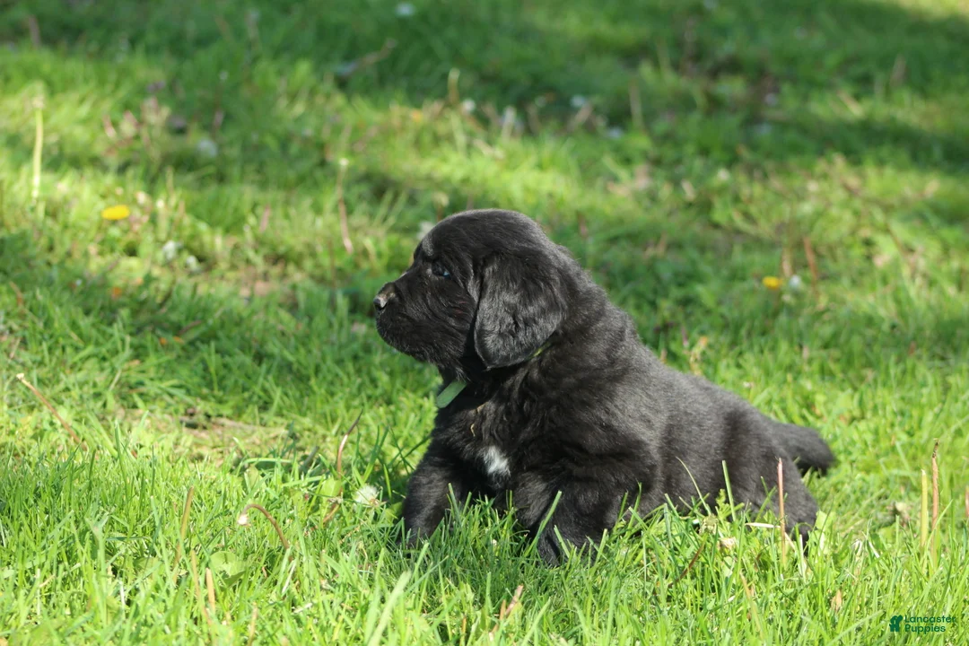 Newfoundland dogs for sale: Hugo - Ad 2