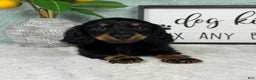 Miniature Dachshund dogs for sale: Danny  - Ad 2
