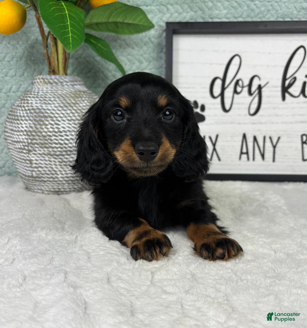Miniature Dachshund dogs for sale: Danny  - Ad 2