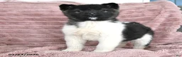 Akita dogs for sale: Fancy - Ad 2