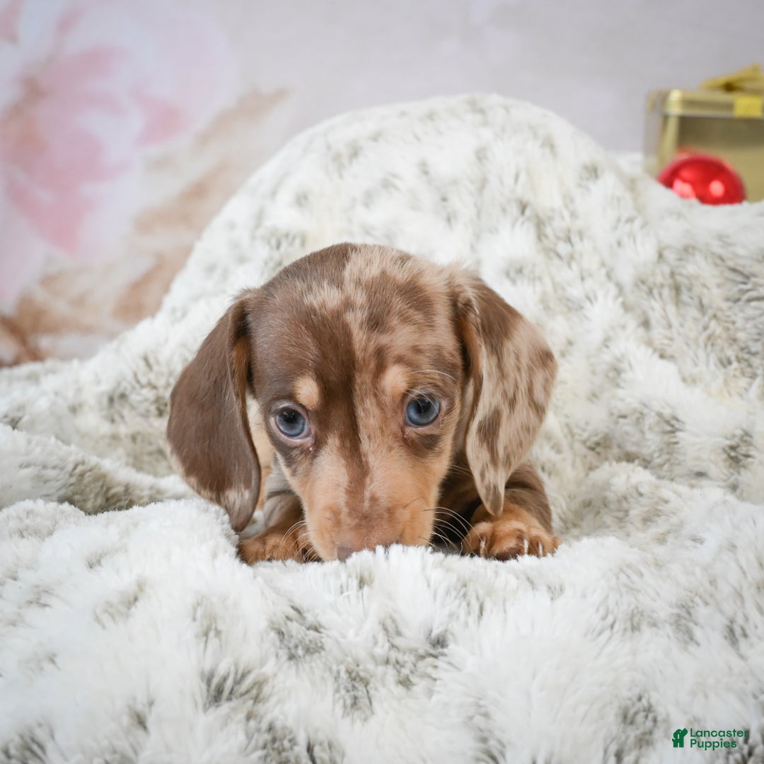 Miniature Dachshund dogs for sale: Max - Ad 8