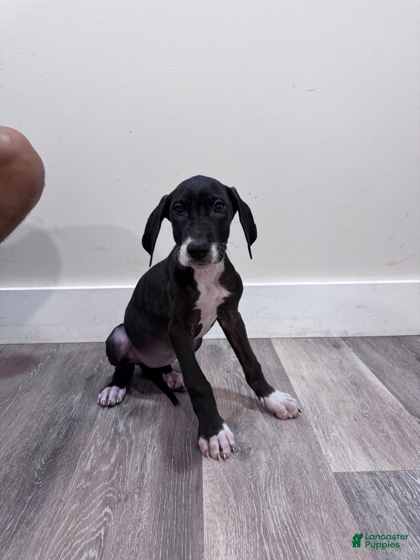 Great Dane dogs Great Dane 6 (Tiny)  - Ad 42