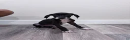 Great Dane dogs for sale: Great Dane 6 (Tiny)  - Ad 1