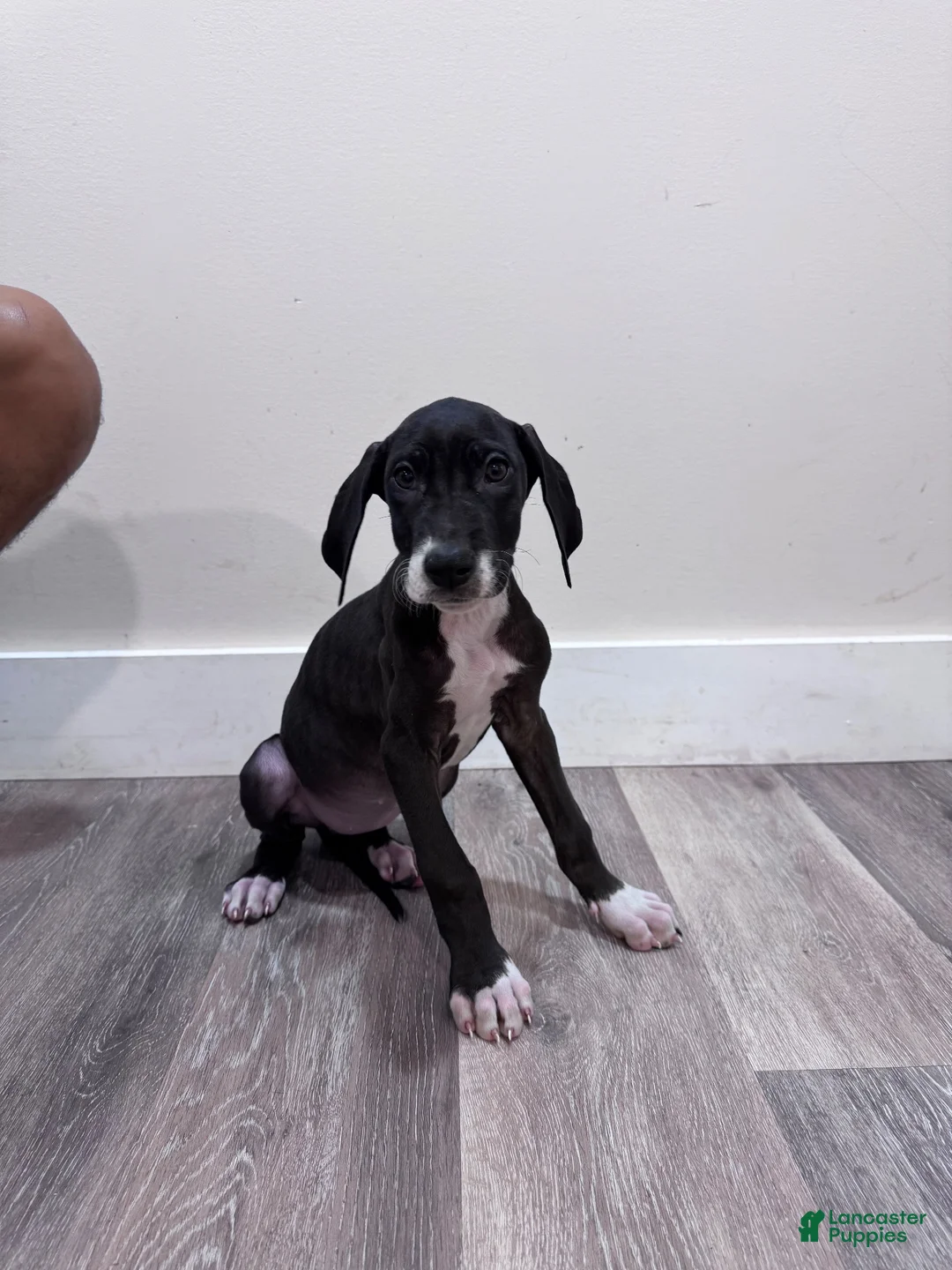 Great Dane dogs for sale: Great Dane 6 (Tiny)  - Ad 1