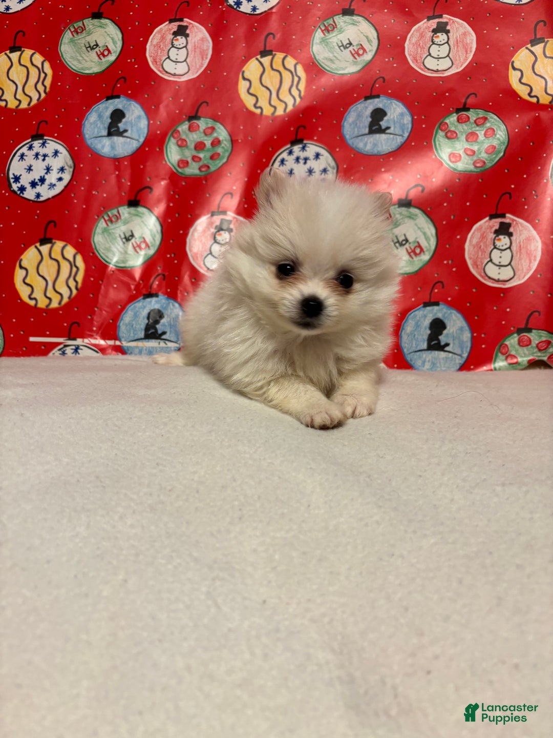 Pomeranian dogs for sale: Pomeranian Puppy 5 - Ad 1