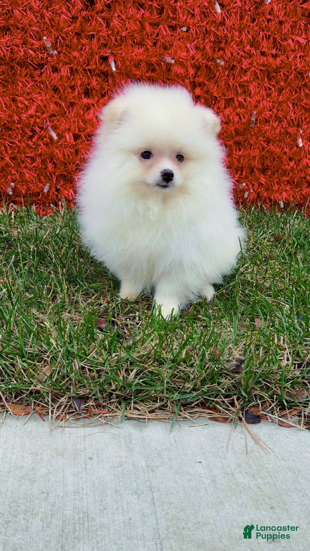 Pomeranian dogs for sale: Pomeranian Puppy cuddles  - Ad 5