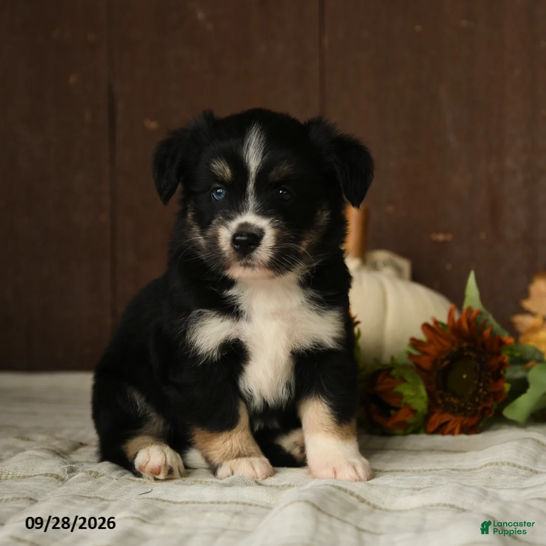 Mixed Breed dogs for sale: Cherry - Ad 1