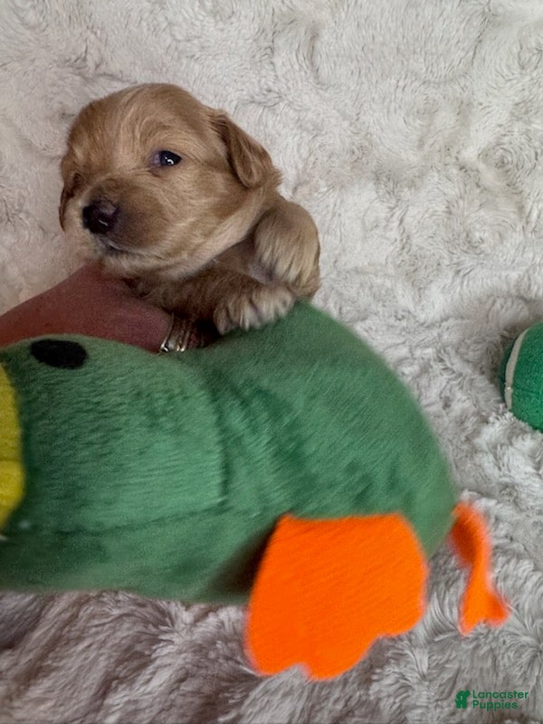 Maltipoo dogs Luis - Ad 2