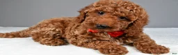 Miniature Poodle dogs for sale: Carson - Ad 6