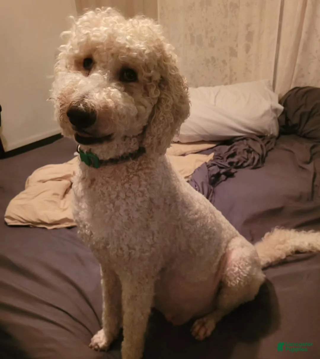 Labradoodle dogs for sale: Holly-CRATE & POTTY trained - Ad 11