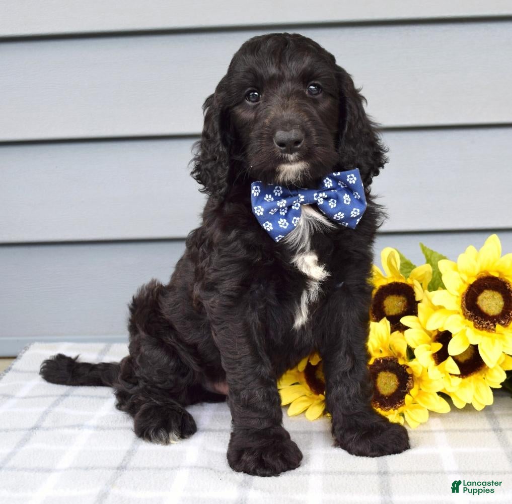 Labradoodle dogs Conner - Ad 1