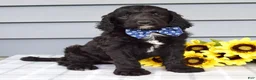 Labradoodle dogs for sale: Conner - Ad 1