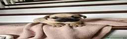 French Bulldog dogs for sale: Dallas - Ad 4