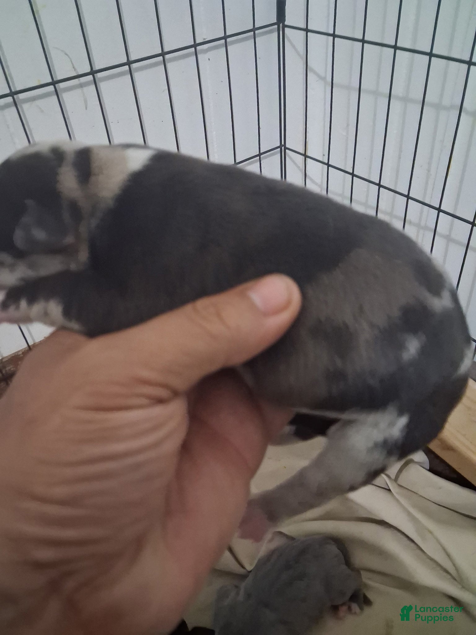 Cane Corso dogs for sale: Cookies and Cream - Ad 3